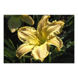 Foto de Hemerocallis de 19"x13"