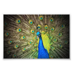 Foto de hermoso pavo real