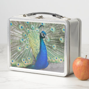 Foto de hermoso pavo real azul