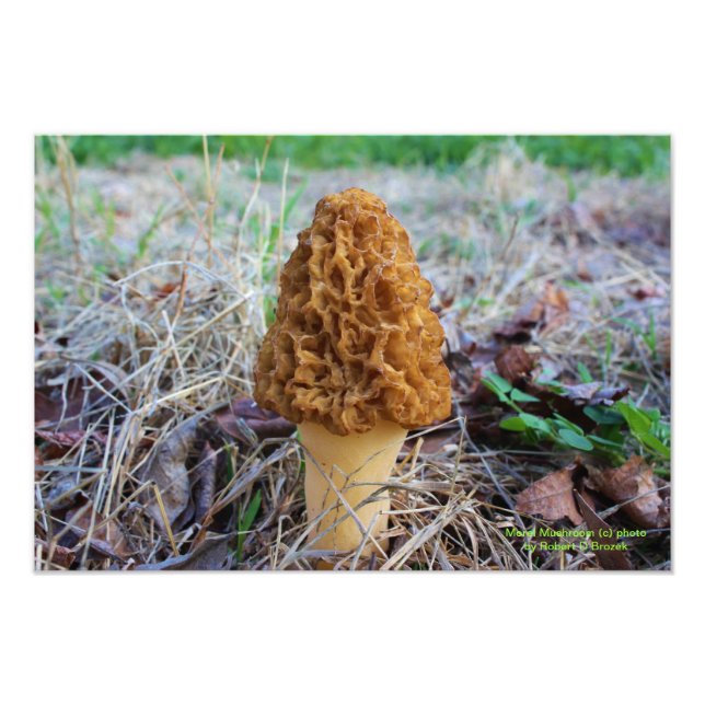 Foto de hongo morel de primavera (Frente)