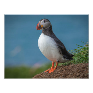 FOTO DE ISLANDIA PUFFIN