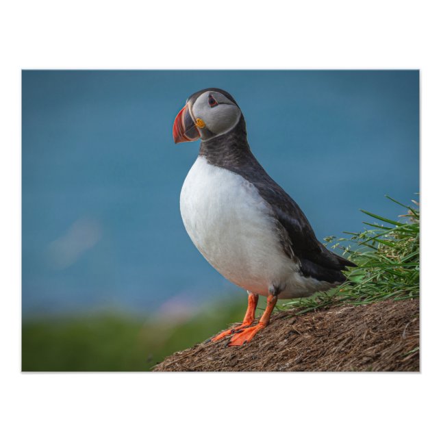 FOTO DE ISLANDIA PUFFIN (Frente)