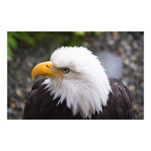 Foto de la cabeza de águila calva