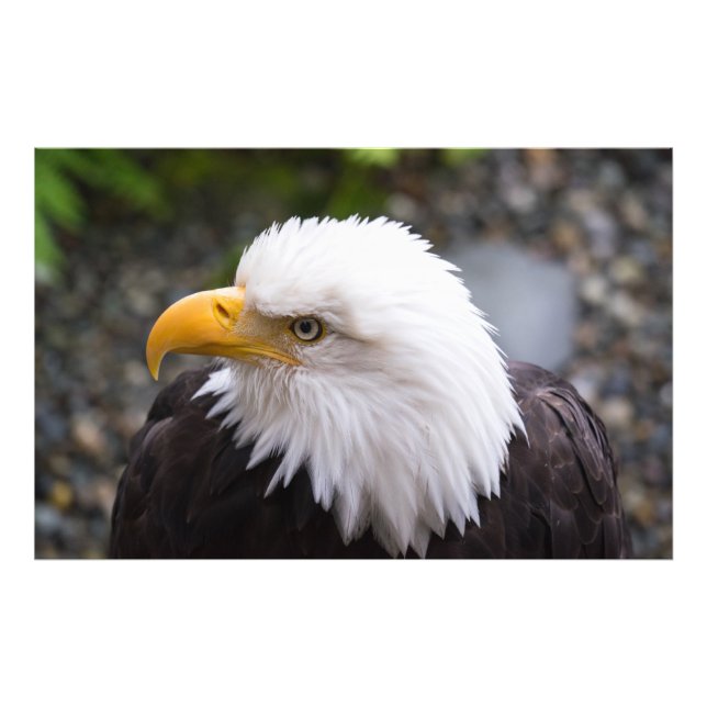 Foto de la cabeza de águila calva (Frente)