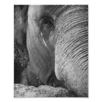 Foto de la cara del elefante asiático