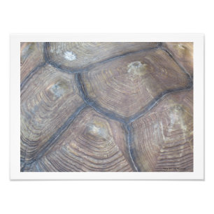 Foto de la concha de tortuga de Linda Becker
