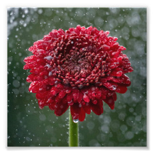 Foto de la flor de la gota de agua roja