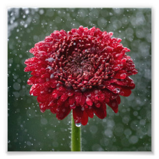 Foto de la flor de la gota de agua roja
