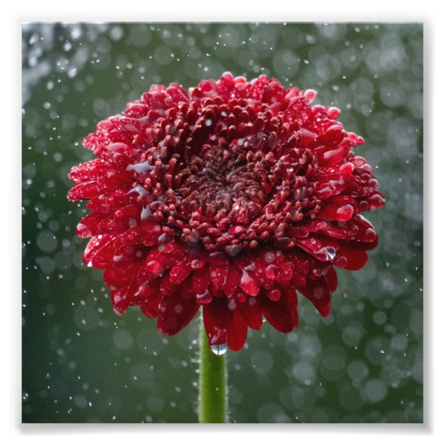 Foto de la flor de la gota de agua roja (Frente)