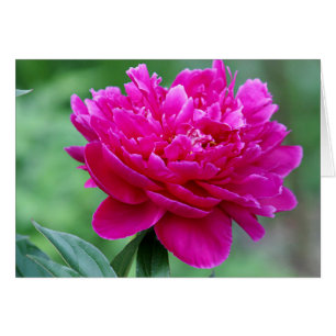 Foto de la flor del Peony