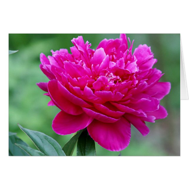 Foto de la flor del Peony (Anverso (Horizontal))