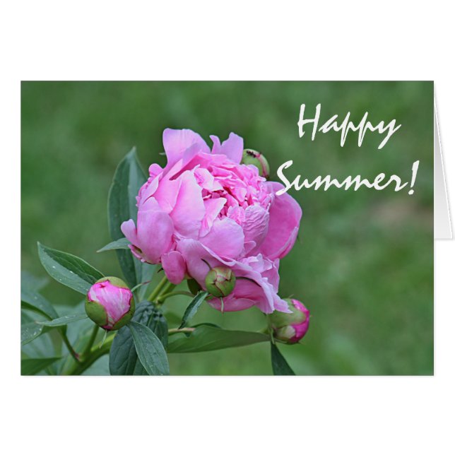 Foto de la flor del verano (Anverso (Horizontal))