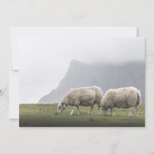 Foto de la naturaleza de la oveja de moda (Anverso)