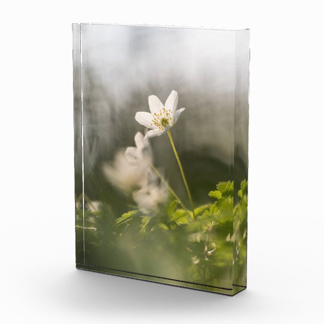 Foto de la naturaleza de las flores blancas (Derecha)