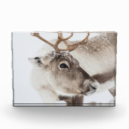 Foto de la naturaleza de los renos