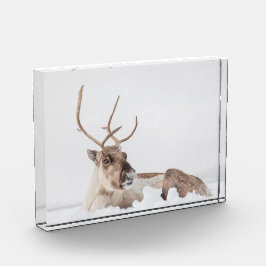 Foto de la naturaleza de los renos