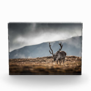 Foto de la naturaleza de los renos