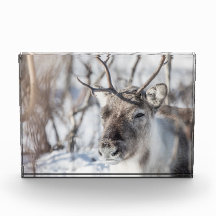 Foto de la naturaleza de los renos