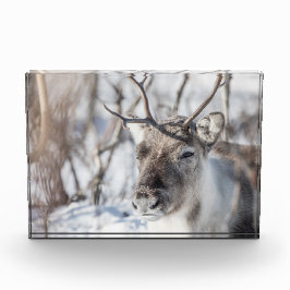 Foto de la naturaleza de los renos