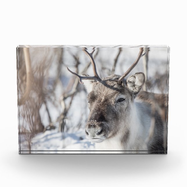 Foto de la naturaleza de los renos (Anverso)