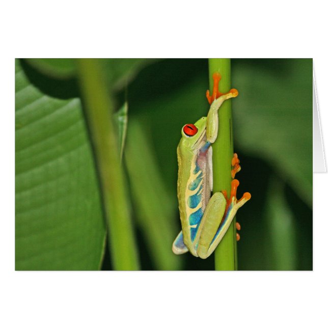 Foto de la rana arbórea (Anverso (Horizontal))