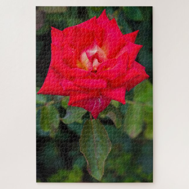 Foto de la rosa roja rompecabezas (Vertical)