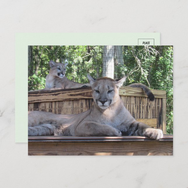 Foto de la tarjeta postal Cougar Cubs de 11 meses (Anverso / Reverso)