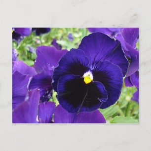 Foto de la tarjeta postal "Flores azul oscuras"