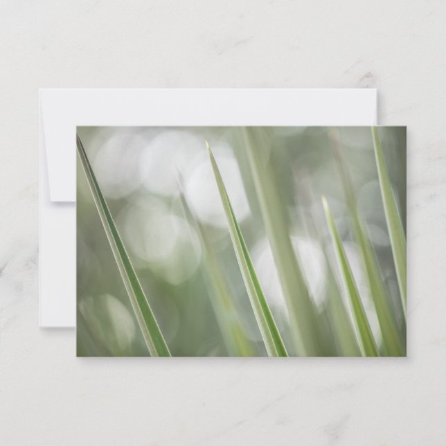 Foto de la vegetación de la planta de poindad verd (Anverso)