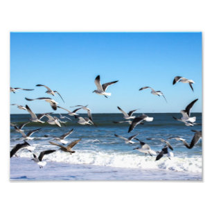 Foto de las gaviotas