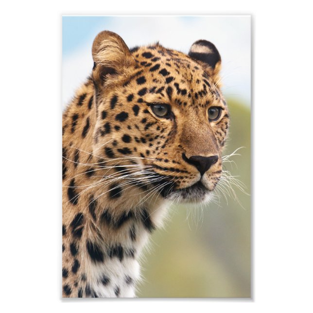Foto de leopardo (Frente)
