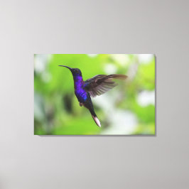 Foto de lienzo Hummingbird violeta púrpura