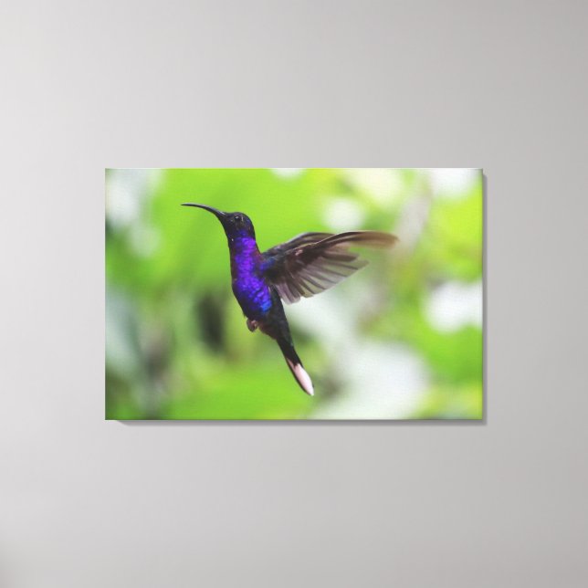 Foto de lienzo Hummingbird violeta púrpura (Anverso)