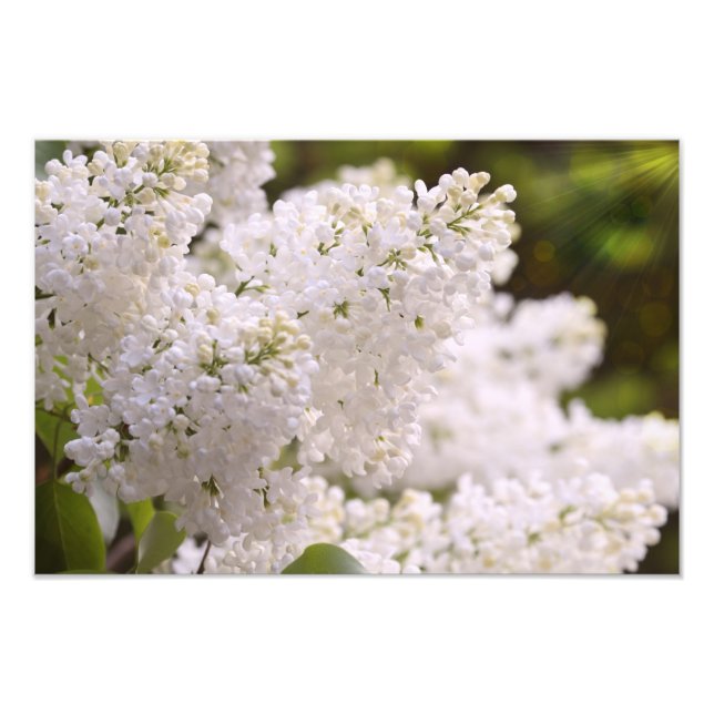 Foto de Lilacs Blanco bonito (Frente)