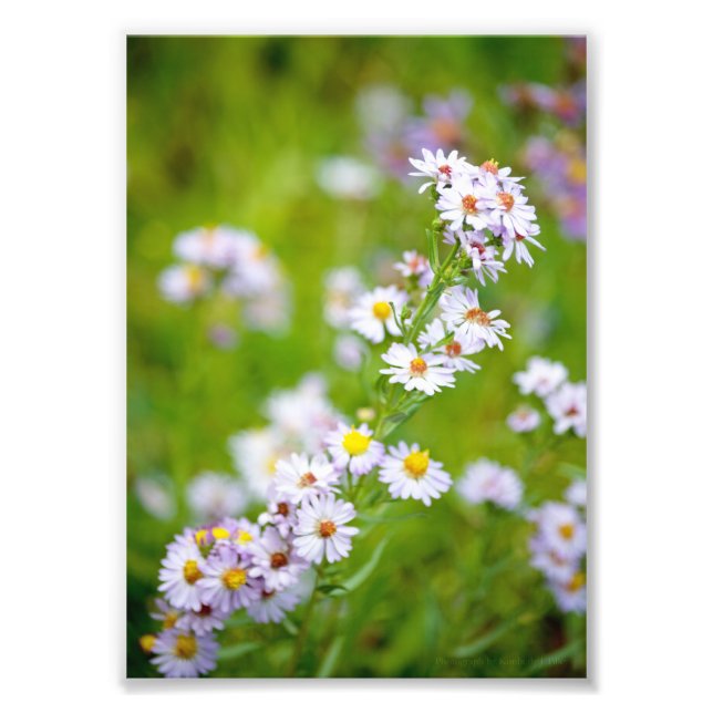 Foto de línea de belleza (Frente)