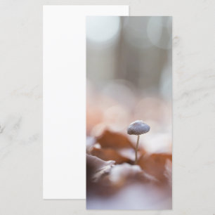 Foto de Little Mushroom Nature