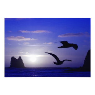 foto "de los azules dobles del pájaro"