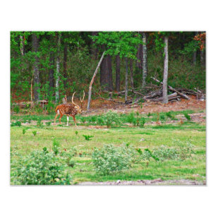 Foto de los ciervos de AXIS