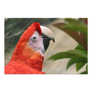 Foto de Mackaw del escarlata