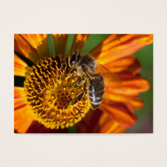 Foto de macro Abeja de Miel Occidental (Frente)