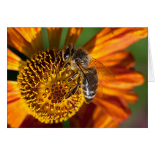 Foto de macro Abeja de Miel Occidental