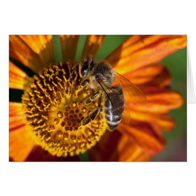 Foto de macro Abeja de Miel Occidental (Anverso (Horizontal))
