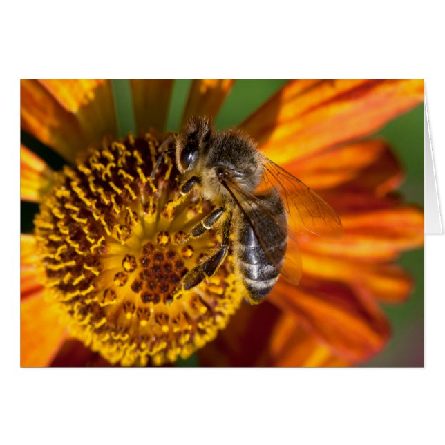 Foto de macro Abeja de Miel Occidental (Anverso (Horizontal))
