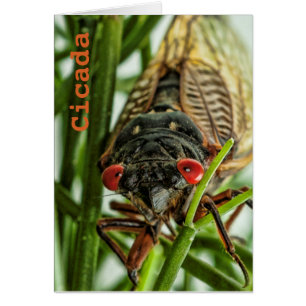Foto de macro de grandes insectos de Cicada perió