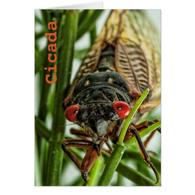 Foto de macro de grandes insectos de Cicada periód (Frente)