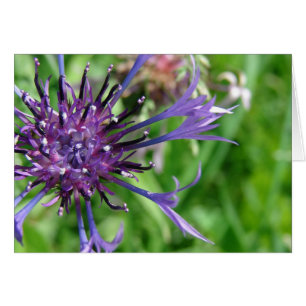 Foto de macro Flor Púrpura