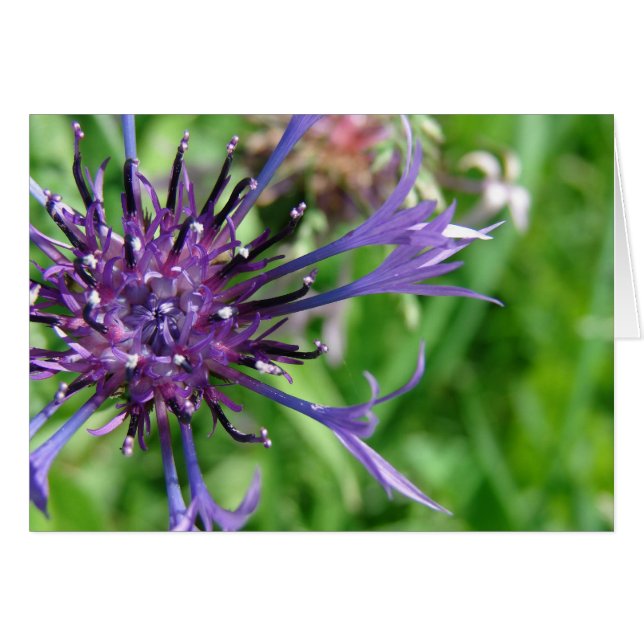 Foto de macro Flor Púrpura (Anverso (Horizontal))