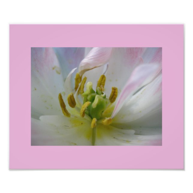 Foto de macro Tulip rosa (Frente)