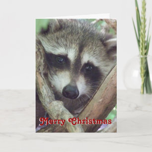 Foto de Mapache Bebé, Tarjeta de Navidad