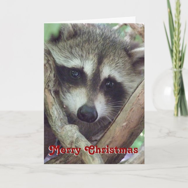 Foto de Mapache Bebé, Tarjeta de Navidad (Anverso)